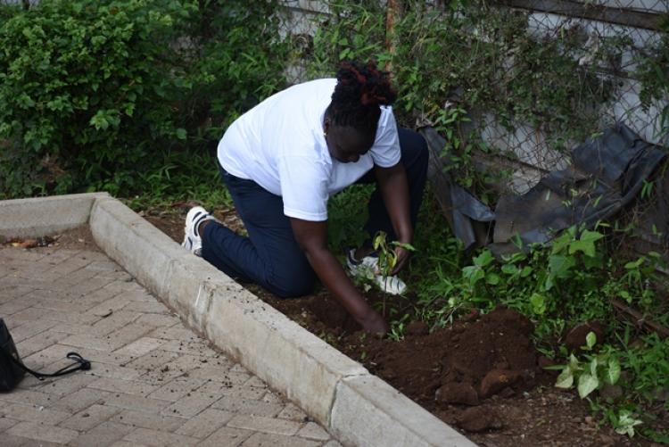 Annual Tree Planting 2026